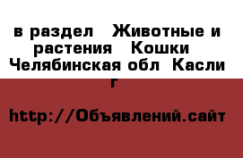  в раздел : Животные и растения » Кошки . Челябинская обл.,Касли г.